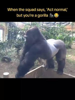 "When the squad says, 'Act normal,' but you're a gorilla 🦍 #NaughtyGorilla #TooReal #MonkeyBusiness"