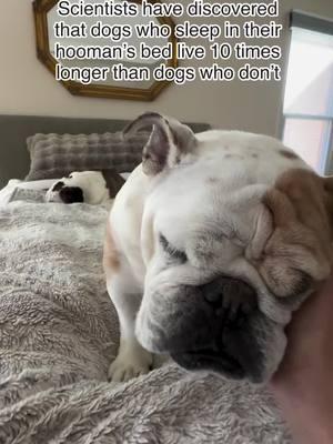 Well... we have to believe the scientists 🤣 Have a great weekend y'all and stay warm ❤️ Credit: on IG the_life_of_wrinkles . . . . . . . . . . #englishbulldoglovers #englishbulldogpuppies #englishbulldogsoftiktok #englishbulldogsoftiktok❤️👑 #englishbulldogsoftiktok❤️ #englishbulldogpuppiesoftiktok #englishbulldogpuppy #englishbulldog #englishbulldoglife #englishoftiktok 