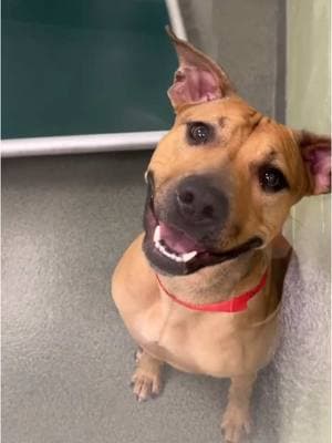 How can you resist that face? ❤️  Bellarina is trying so hard to say hello and show you how friendly she is! ☺️ Our adorable Purina Pet of the Week loves getting attention, and of course, all the yummy treats ❤️ Sadly, this beautiful girl just turned one-years-old in the shelter. Her family had her for her whole life, but her owner could no longer care for her 😔  Bellarina is very active and loves her toys! She likes the dog park and gets along with other dogs, and even loves cats! Bellarina has a great energy, is joyful and warm ❤️    Please don’t let her spend another night wondering why she’s alone 🙏    To adopt Bellarina, please fill out a pre-adoption application at www.humanebroward.com (link in bio) and come to the shelter to meet her. The shelter is located at 2070 Griffin Road, Fort Lauderdale, FL and opens daily at 11 a.m. If you have any questions, please call 954-989-3977 ext. 6.  #rescuedog #shelterdog #adoptme #adoptdontshop #doglover #fortlauderdale #florida #dogvideos #video #bulldogs #doglife #staffy #dogs #dogoftheday #dogsoftiktok #dogshelter #animalshelter #fyp #foryou #foryoupage #staffylove #dog #bulldog #bullybreed #bullylove #pittiesoftiktok #pitbull #pittie #dogtok #bulldogsoftiktok #staffysmile 