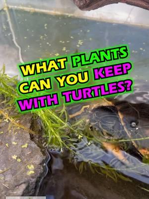 What plants can you keep with Turtles? Not many! It seems the only plant that is left around the turtle is Water Lettuce. What are your thoughts on this? What do you feed your turtles? TANK ON! #turtle #turtles #aquarium #aquariums #aquascape #aquascaping #aquariumplants #scape #fishtank #freshwateraquarium #plants #plantlife #planted #plantedtank #plantedaquarium #aquascape #aquaticplants