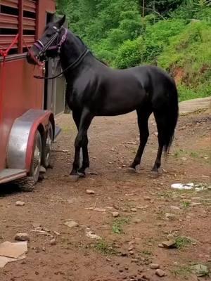 #horses #blessed #barnlife #appalachia #standardbredsoftiktok #blackhorse 