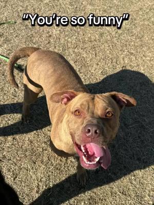 You’re so funny: shelter edition. Except it’s really not funny the amount of inhumane unethical BS continues to go under the radar at Clermont County Aninal Shelter. We need a humane society to get these people out of here. #saveourshelter #clermontcountyanimalshelter #inhumanetreatment #unethicalpractice #shelterdog 