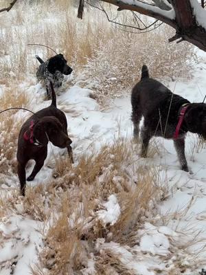 What an eventful weekend! - It snowed on us all day, definitely made for one wild guide!   - Amazing cover, fantastic guys, tight holding birds, phenomenal dog work….. a combo that is tough to beat🔥 - ##pheasant##germanshorthair##pointer##upland##guiding##birddog##9milekennels##puppies##showtime##letsgo