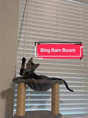 hese blinds owe me money. Mind your business. 💅 #CatDrama #BlindsBattle #KendrickLamar #PeekabooChallenge #CatTok #BingBamBoom