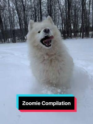 🔥 Zoomie compilation! 🔥 Well, I wholly didn’t intend for Storm’s Story to go a wee bit viral. 😅 Lots of somber DM’s and comments floating around- rightfully so; his life is a pretty somber one- but I think it’s important to highlight that this big fella still is quite a zesty boy. 😂 While these bursts happen more infrequently now, and with shorter duration, he still gets the zoomies. Which tells us that he’s still happy.  Enjoy this compilation of zoomies to bring a smile to your face and joy to your soul. I think we could all use a little more of it on social media right now. ♥️ Happy Monday, friends. 🫶 #happymonday #zoomies #whitemalamute #malamute #crazydog #dogsgonewild #levity #caseofthemondays #fyp #dogsoftiktok #foryoupage #wilddog #giantmalamute #puppytiktok 