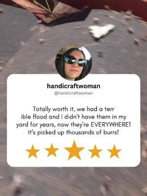 Wow, what a transformation! We're glad to hear our product is helping you tackle the post-flood burr invasion. Thousands of burrs—gone! Tired of dealing with pesky thorns? Don’t miss your chance to grab yours today at http://www.stickerburrroller.com #StickerBurrRemovalTool #YardCareTools #CustomerSatisfaction #HappyCustomer