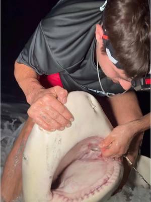 Florida Man Uses BARE HANDS To Unhook GIANT SHARK 😱⁉️  ##thefishermeng##fishing##shark##sharkfishing##beachlife##sunrise##lbsf##landbasedsharkfishing##blacktip##blacktipshark##hammerhead##floridafishing##bigshark##sharkattack##beachsharkfishing##floridasharkfishing##floridasharks##bullshark##hammerheadshark##westpalmbeach##swellpro##swellprodrone##sportfishing##landbasedsharkfishing##beach##massiveshark##USA##american##blacktip##florida##sharkattack##penn 