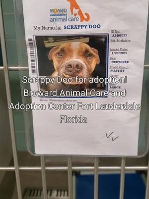 snaggle tooth Scrappy Doo for adoption! he's so cute! Broward Animal Care and Adoption Center Fort Lauderdale Florida #Broward #fosteringsaveslives #southflorida #shelterdog #rescueismyfavoritebreed #volunteer #adoptdontshop #browardcounty #shelterdogsoftiktok 