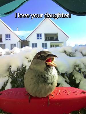 At least he’s honest 🥹 #housesparrow #birdbuddy #birdfeeder #Relationship 