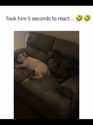 Funny and cute dogs compilation 🤣 🥰 #funnydog #funnypet #cutedog #dogoftiktok #doglover #dog 