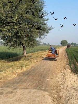 Hunting For Birds Quail Hunting 🐦‍⬛#birds #hunting #amazing #wild 