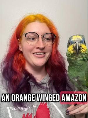 People often ask me what it’s like living with parrots, trying putting his noises at full volume for 12 hours straight and it’ll give you a good idea 😂  #Amazon #parrot #parrotsoftiktok #crazyparrotlady