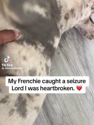 #frenchie #frenchbulldog #frenchiesoftiktok #frenchbulldogpuppy #bulldog #bulldogs #bulldogsoftiktok #protectthebreedstandard #akcfrenchies #akcfrenchbulldog #protectthebreed #bullybreeds #frenchbulldogworld #protectthefrenchies #protectthefrenchbulldog 