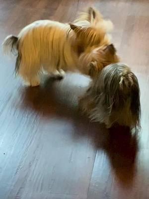 #fyp #fypシ #fypage #yorkiesoftiktok #yorkielife #teacupyorkie #yorkiemoments #yorkielover #yorkieattitude #tinydog #yorkielove #yorkiemom 