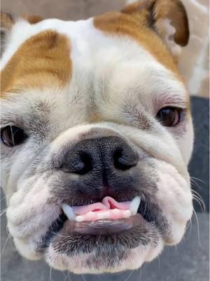 😁 #onthisday #bulldogsoftiktok #smile #teefies #bulldog #englishbulldog #dogtok #dogsoftiktok #PetsOfTikTok #fyp #foryoupage 