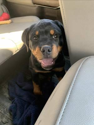 Alvin and Simon are 13 weeks old and need to be rehomed ASAP. Since they needed new collars we decided to ake them with us so they could socialize a little hoping to run into their parents.#tractorsupply #mckoyrotties #RottweilerLife   #RottweilerLovers   #RottweilerFamily   #RottweilerPuppies   #RottieAdventures   #RottweilerLove   #RottweilerDogs   #RottweilersOfYouTube  #RottweilerCommunity   #RottweilerFun   #RottweilerRanch   #RottweilerBehavior   #RottweilerPlaytime   #RottweilerStrength   #RottweilerObedience   #RottweilerLifeStyle   #RottweilerSquad  