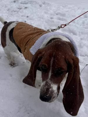 Purebred good boy, enjoying the snow.  #basset #bassethound #hound #puppy #goodboy #purebredgoodboy 