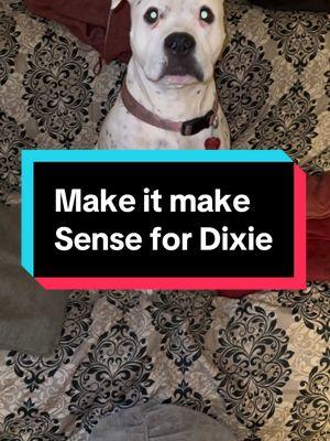 Dixie is confused about humans. 🤣🤣🤣🤣 #dixiejeauxbelle #dogsoftiktok #confuseddog 