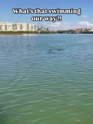 We’re loving these winter time dolphin encounters! 🐬 Join us for an incredible paddle through the waters of Shell Key Preserve for the chance to see this IRL! 🏝️ 📍Shell Key Preserve, Florida (near St. Pete Beach) #dolphin #dolphins #thingstodostpete #visitflorida #shellkey #thingstodointampabay #stpete #shellkeypreserve #wildlife #floridawildlife #clearkayak