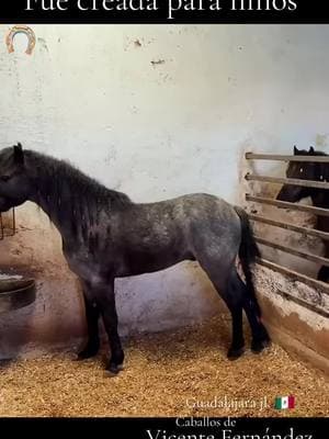 Caballos de Vicente Fernández, para niños, raza Fernández, 3 potrillos #caballos #parati #viraltiktok #mexico #entretenimiento #VicenteFernandez #videos #socialmedia #triste 