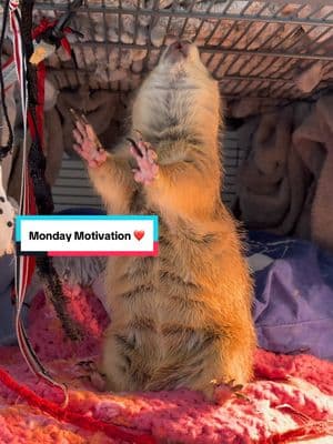 WAHOOO!!! Poppy coming in hot with big WAHOO for some #MondayMotivation  • • • #prairiedog #animals #pet #funny #petlover #animal #instanimals #cute #fyp #foryou #foryoupage #viral #fypシ #poppytheprairiedog #viralreels #reels #reelsinstagram #rescue #rescuedogs #wahoo