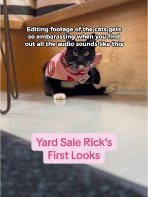 ✨ IN HONOR OF YARD SALE RICK’S ADOPTION ✨a look back on his first looks 🥹 #nekocatcafe #catcafe #seattle #seattlewa #yardsalerick #neko #bellingham #bellinghamwa #catadoption #washingtonstate #seattlewashington #silly 