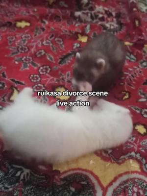 #RUIKASA meet my new ferrets (guesd what my delusional ahh named them >:D) #tsukasa #rui #ruikamishiro #tsukasatenma #PJSK #projectsekai #WXS #wonderlandsxshowtime #ruikamishiromentioned #ruikasamentioned #brainrot #руикасыканон 