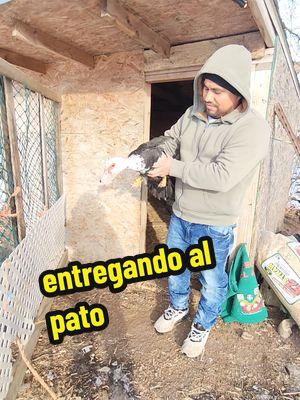 entrega del pato a su dueño #comoenelrancho  #oaxaqueñosenohio 