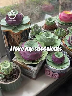 I love my succulents #succulent #succulentlover #succulenttips #garden #succulentcare #gardening #succulentgarden