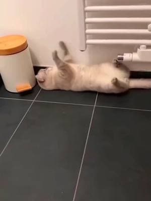 Funny Cats 🤣🤣 They can be really funny sometimes 😂 #kitten #funny #funnycat #funnypets #funnyanimals #funnycatsoftiktok #cutecat #catlover #catsoftiktok #cats 