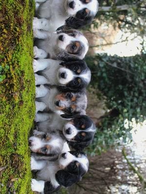 Why do they have to be so beautiful?! #dachshund #minidachshund #puppy #BFF #boylescreekside #fyp #weinerdog #oregon 