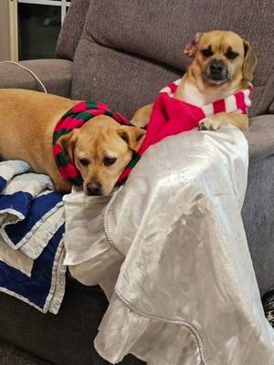 two of my fur babies #CapCut #disney #disneydog #disneydogs #dailychallenge #dogsoftiktok #dogtok #puggles #furbaby #doggo #pups #cuties #cute #children #dogmom