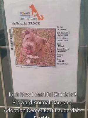 Brook is a big handsome boy!! please consider him!! adoptions are free the shelter is full!! Broward Animal Care and Adoption Center Fort Lauderdale Florida #shelterdogsoftiktok #browardcounty #adoptdontshop #volunteer #rescueismyfavoritebreed #shelterdog #southflorida #fosteringsaveslives #Broward 