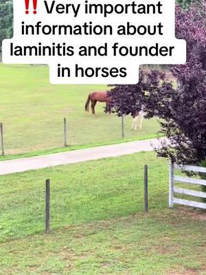 ‼️ Very important information about  laminitis and founder in horses                                         When it comes to horses, is there such a thing as feeding too much grass? Let’s talk about too much grass and high sugar intake when feeding horses, and the possibility of laminitis and founder.  The best way to tell if a horse is getting enough food and nutrition is by their body condition. Horse owners should change their horses diets and amounts of food including grain and forage according to the seasons and how much grass is in the pasture especially if horses are turned out to pasture most or all of the time.  When spring comes so does the new grass which can be rich with sugar. Horses that are easy keepers or keep weight on easily can gain weight quickly at this time of the year which increases their chances of contracting laminitis which can develop into founder. Grain amounts usually are decreased at this time of the year, especially if you notice your horse putting on weight. Laminitis is when the laminae which  hold the hoof wall and interior structures of the hoof swell. This can cause the hoof wall to separate from the interior structures of the hoof. This is laminitis which is a very painful condition.  There is a tendon called the deep digital flexor tendon that runs down the back of the leg to the bottom of the coffin bone which is a triangular shaped bone in the bottom of the hoof. When laminitis occurs the DDFT can pull on the coffin bone and cause it to rotate and point downward toward the hoof sole. This is founder. If the coffin bone goes through the hoof sole that is the end of that horse.  During the winter months if your pastures have grasses or forage that will go dormant in cold weather hay and grain portions should be increased, but always keep an eye on your horse's body condition to make sure you do not increase grain too much especially if you have a horse that is an easy keeper. #americandreamfarm #horse #horsetok #horsecare #horsecaretips #onthisday #founder #laminitis #laminitisprevention #horsegirl #learnabouthorses #horsesoftiktok #learn #learnfromme #horselife #horseproblems 