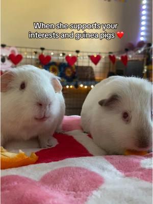 She loves them just as much as I do <3 /// #guineapig #guineapigsoftiktok #guineapigs #guineapigcare #sunflowerpiggiess #petcare #guineapigcage #properpetcare #creatorsearchinsights #wlw 