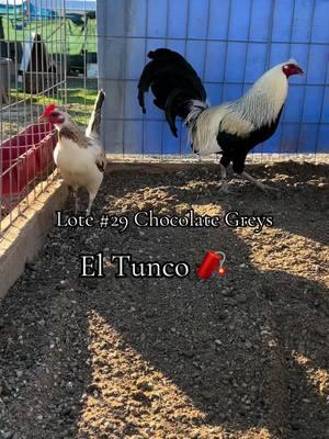 Lote #29 Chocolate Greys , un lote para semilla de muy buen calibre #gallosfinos #gallo #corridos #regional #gamefowlbreeders #mexico🇲🇽 #piedecria @MegaDerbyInter #texas #tepatitlan #arandasjalisco 