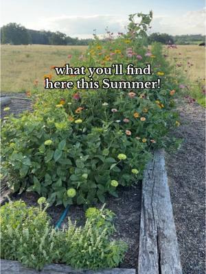 Replying to @Kayla ツ gather round, no frills garden girlies - let’s grow together! #cutflowers #ruralmissouri #ruralamerica #farmstand 