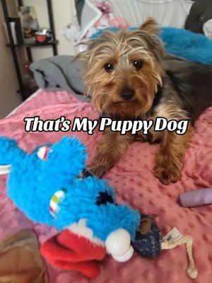 #creatorsearchinsights #thatsmypuppydog #thatsmypuppydawg #mybaby #yorkiesoftiktok #yorkiemom #yorkies #mybestfriend #mybestie #animalsoftiktok 