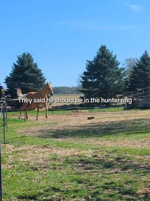 This makes me laugh so hard because now I finally found out how he got under the last gate!🤣 #horse #hearthorse #equine #equestrianlife #equestrian #fyp #foryoupage #lugosthepalomino #hunterjumper #horsejumping 