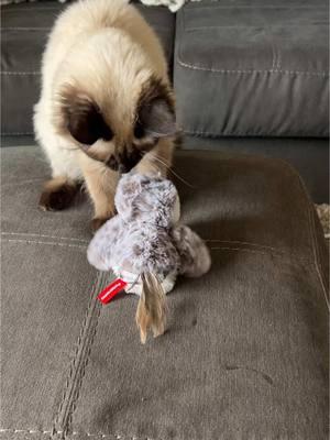 Kitty tested, mother approved. ❤️#gymjo #fyp #kittensoftiktok #flappybird #cattoy #flappingchirpingsandpiper #flappingbird #potaroma