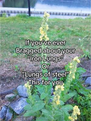 #lungsofsteel ? More like lungs of tar and BlinkerFluid  #smokers #blaze  #blazer #smoked #holistichealth  #herbalmedicine  #mullein  #mulleinextract  #tiktokshopjumpstart 