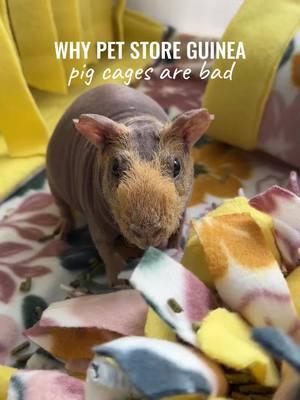 Why pet store cages are BAD ❌ #guineapig #guineapigs #guineapigsoftiktok #fyp #smallanimals #petcare #fypシ #guineapigcare #guineapigcage #guineapiglove #pets #propercare #foryou #PetsOfTikTok #animalcare #guineapigmom #no 