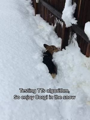 Trekking her own paths till she came back and asked me to make a path for her #corgi #corgisoftiktok #corgipuppy #pet #PetsOfTikTok #doggo #dog #dogsoftiktok #snow #snowcorgi 