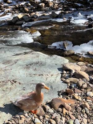 My 4 little girl ducks flying up river after me while Prince my drake trys to keep up. #duck #ducks #ducksoftiktok #ducksoftiktok #petduck #petducks #callduck #callducks #callducksoftictok #buffduck #buffducks #mallard #mallards #mallardduck #mallardducks #waterfowl #ducksflying #callducksflying 