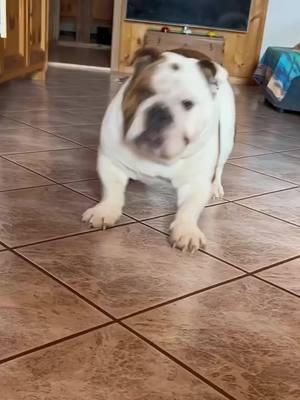 Disco dance 🕺 fun and laughter 🤪 hi frens 😎 Credit: @Tyson The Gangsta Bully  . . . . . . . . . . . #englishbulldoglove #englishbulldoglover #englishbulldogpuppiesoftikt #englishbulldogpuppiesoftiktok #englishbulldogsoftiktok❤️ #englishbulldog #englishbulldogpuppie #bulldogoftiktokbulldog #bulldog #englishbulldogloves #englishbulldog 