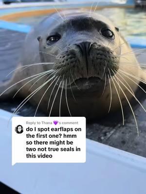 Replying to @Thana 💜 Seals have internal ears but you may still see a little bump right by their ears. A sea lion has much more pronounced external ear flaps. So even though you can see Cocoa’s ears she is a true seal! #oceanconnections #nonreleasable #marinemammals #sealtok #sealion #seals #sealsoftiktok #animalsoftiktok #hersheypark #education #fypシ 