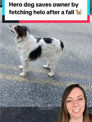 Somehow, she knew exactly what to do - and what not to do. 😳 When Gita’s owner became dizzy and fell while taking her out one morning, he was left completely immobile, unable to call for help and unable to reach his medications. 💔  Gita sat with him for hours, and when Keith asked her to go find help, he didn’t actually expect her to understand. 🐕 But she seemed to, and she managed to stop Deputy Colton Wright by standing in the middle of the road, then signaled for him to follow her back to Keith. 💜 Thanks to her, Keith received the medical attention he needed and is doing well. Keith and Colton have become unexpected friends, keeping in touch daily since the rescue. 💕 📸 Stevens County Sheriff’s Office / Keith Johnson / IE / Angela Bailey / KREM |  #dog #rescuedog #dogrescue #herodog #doghero #herodogsavesowner #goodnews #animals #washington