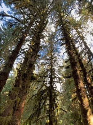 this one’s for you @Kaley 🌲 #OlympicNationalPark #HohRainforest #twilight 