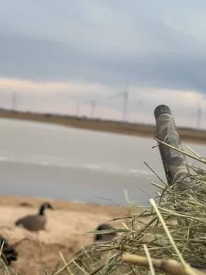 Lil 2 piece action #fyp #hunting #duckhunting #goosehunting #fieldmallards #goosetok #waterfowl #cuppedupwaterfowl #hunttok #mallards #skypandas 