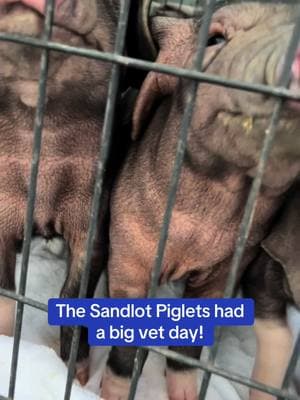 It was a big day for the piglets! They’ve grown so fast. The rescue of Agnus and her 8 babies was only possible because of this community❤️❤️ #fabledfarm #fabledfarmrescue #pigsoftiktok #pigrescue #piglet 